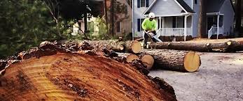 Buchanan Dam, TX Tree Removal Company