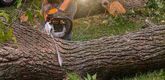 Best Stump Grinding and Removal  in Buchanan Dam, TX